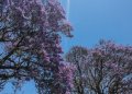 (Video) It’s Jacaranda Tree Season