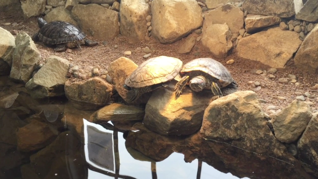 Racing Turtles Get Habitat Upgrade - WestsideToday