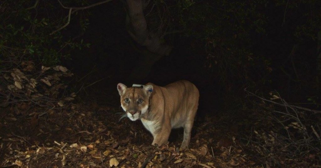 Wildlife District Ordinance Meant To Protect Wildlife Areas In Los Angeles Will Go Up For City Council Vote - Vimarsana News