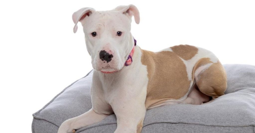 Best Friends Animal Shelter Has Two Pets Named Taylor Swift and Reputation Looking For Forever