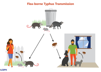 Santa Monica Flea-Borne Typhus Cluster Under Investigation as L.A. Cases Rise