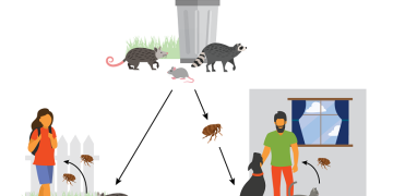 Santa Monica Flea-Borne Typhus Cluster Under Investigation as L.A. Cases Rise